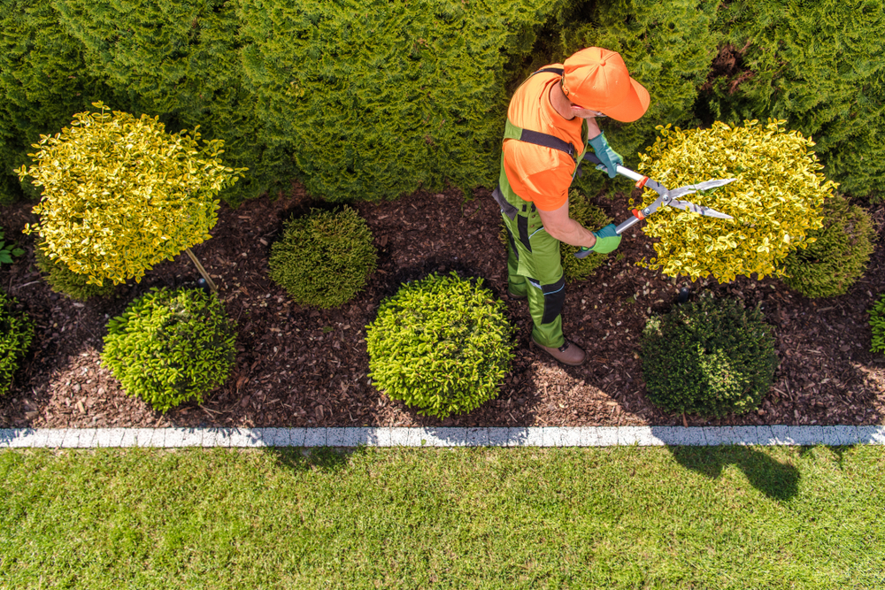 gardener landscaping flower beds.